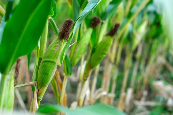 股票配资技巧 m丫73玉米种子全解析：高产量与抗病性揭秘